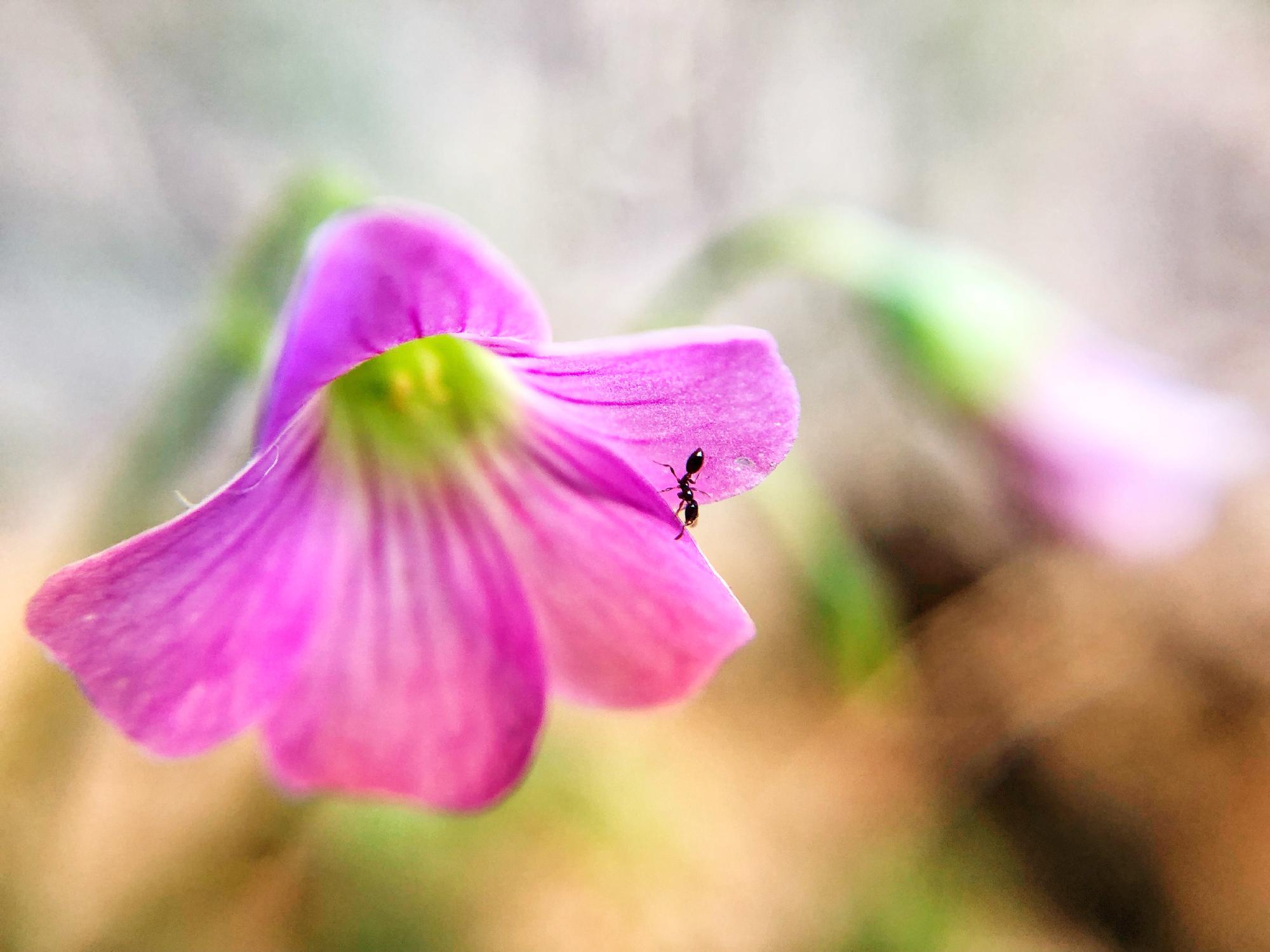 蚁趣系列作品-郭美龄